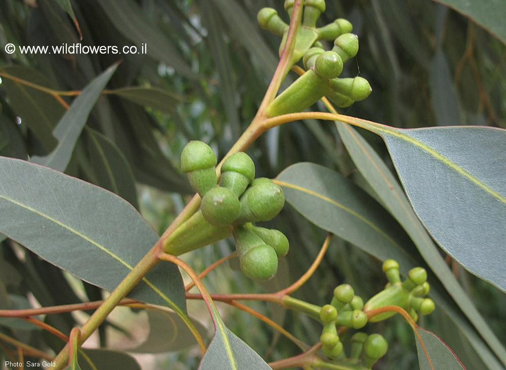 Eucalyptus  gomphocephala